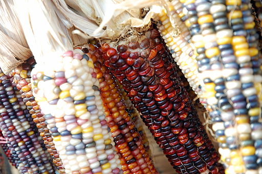 Indian_Corn